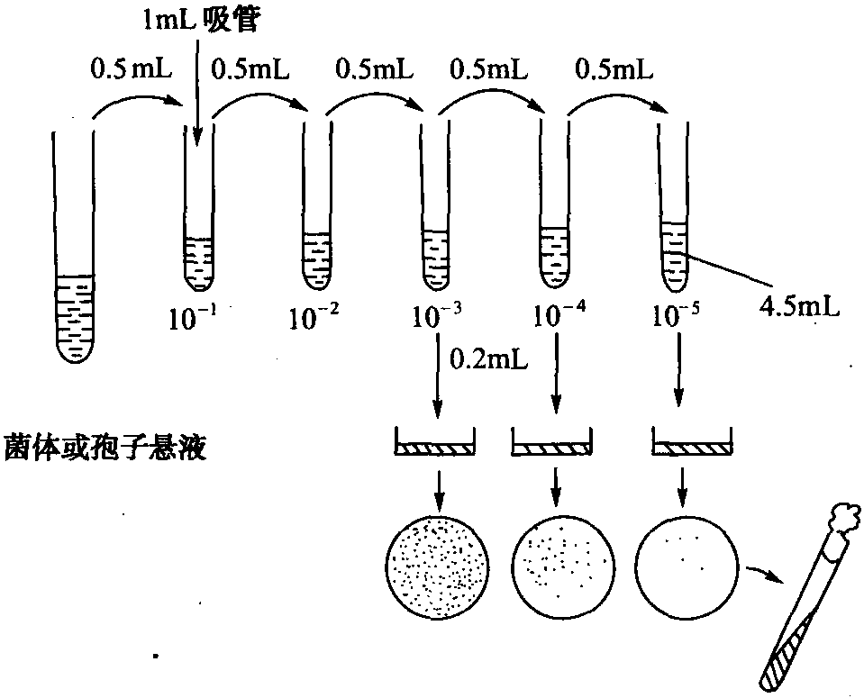 第二节 菌种的分离与选育